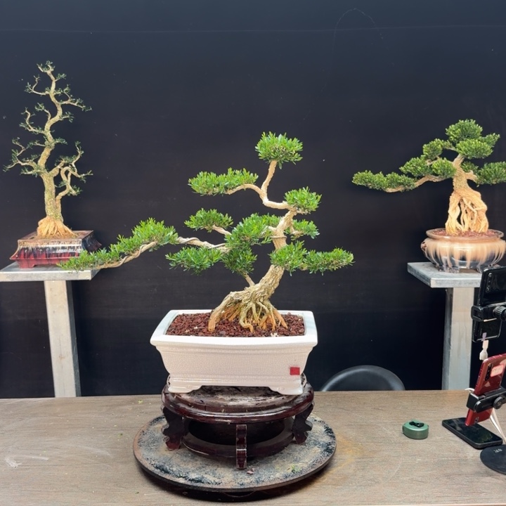 潮***客无花朵广东皱皮雀舌黄杨