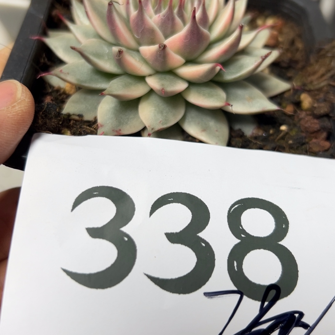 清***慧338、ggghhhhhn风风光光更好