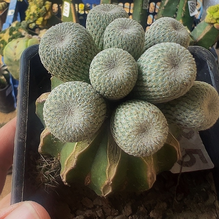 无花朵伊朗丸群735