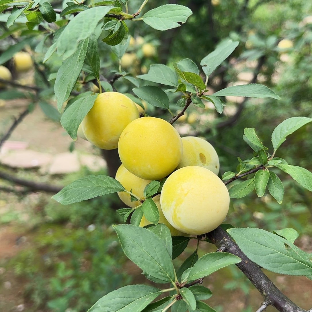 黄骨李5斤中国大陆