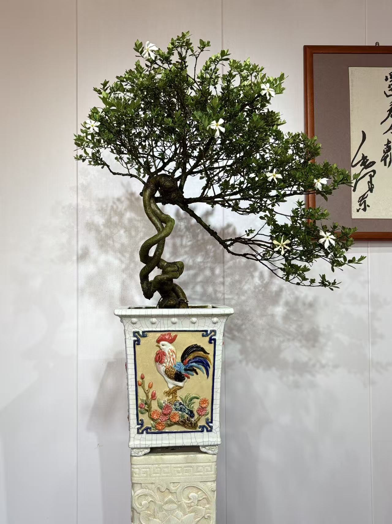 【黄旗园艺】老桩四季提根榄叶栀子花盆景