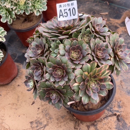 510半夏法师不包断枝