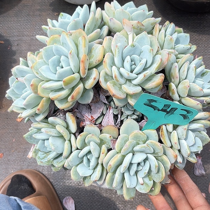 晨语多肉，一组自拍冷香543