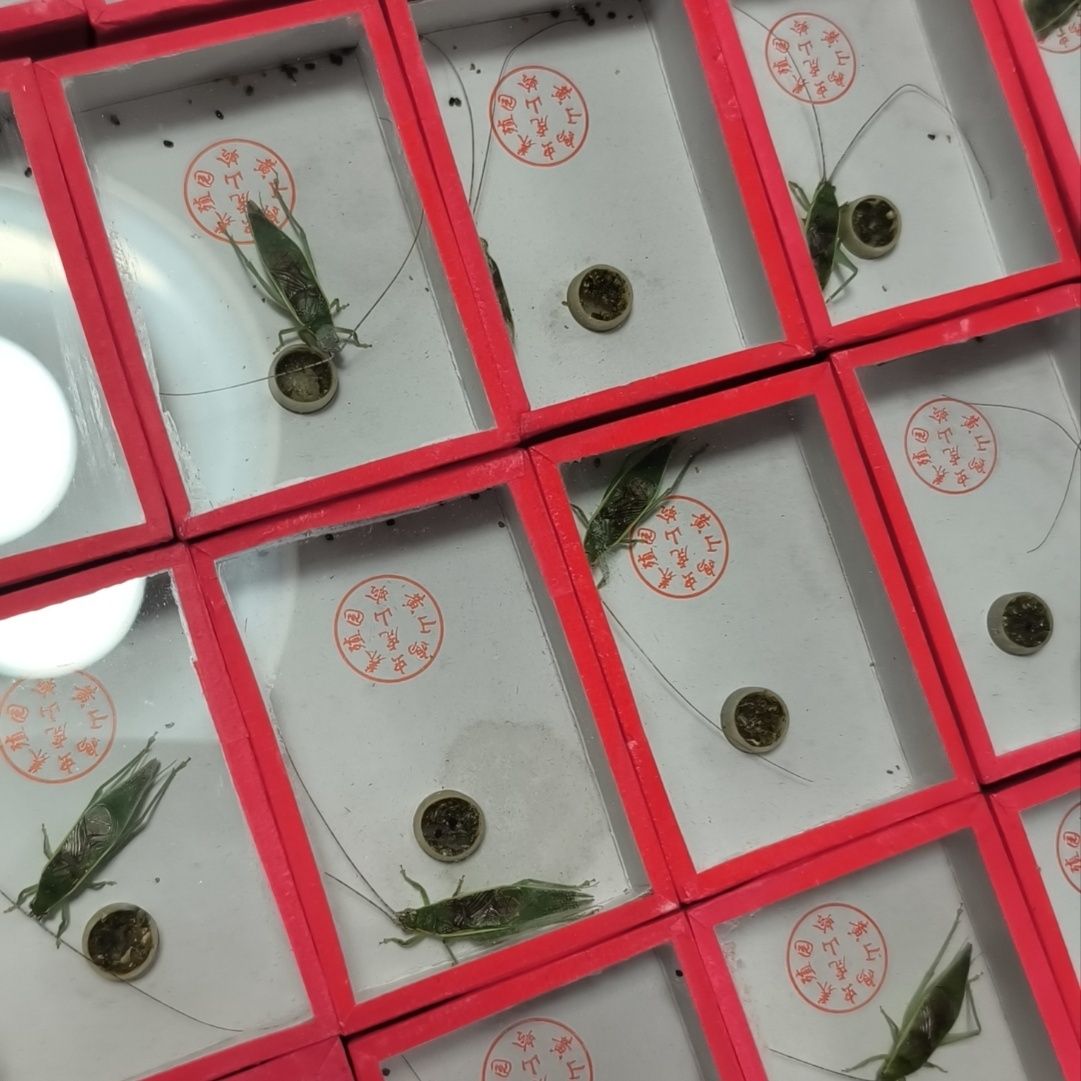 虎山单口长须金钟 鸣虫 叫声好听 好饲养 无需避光喂养