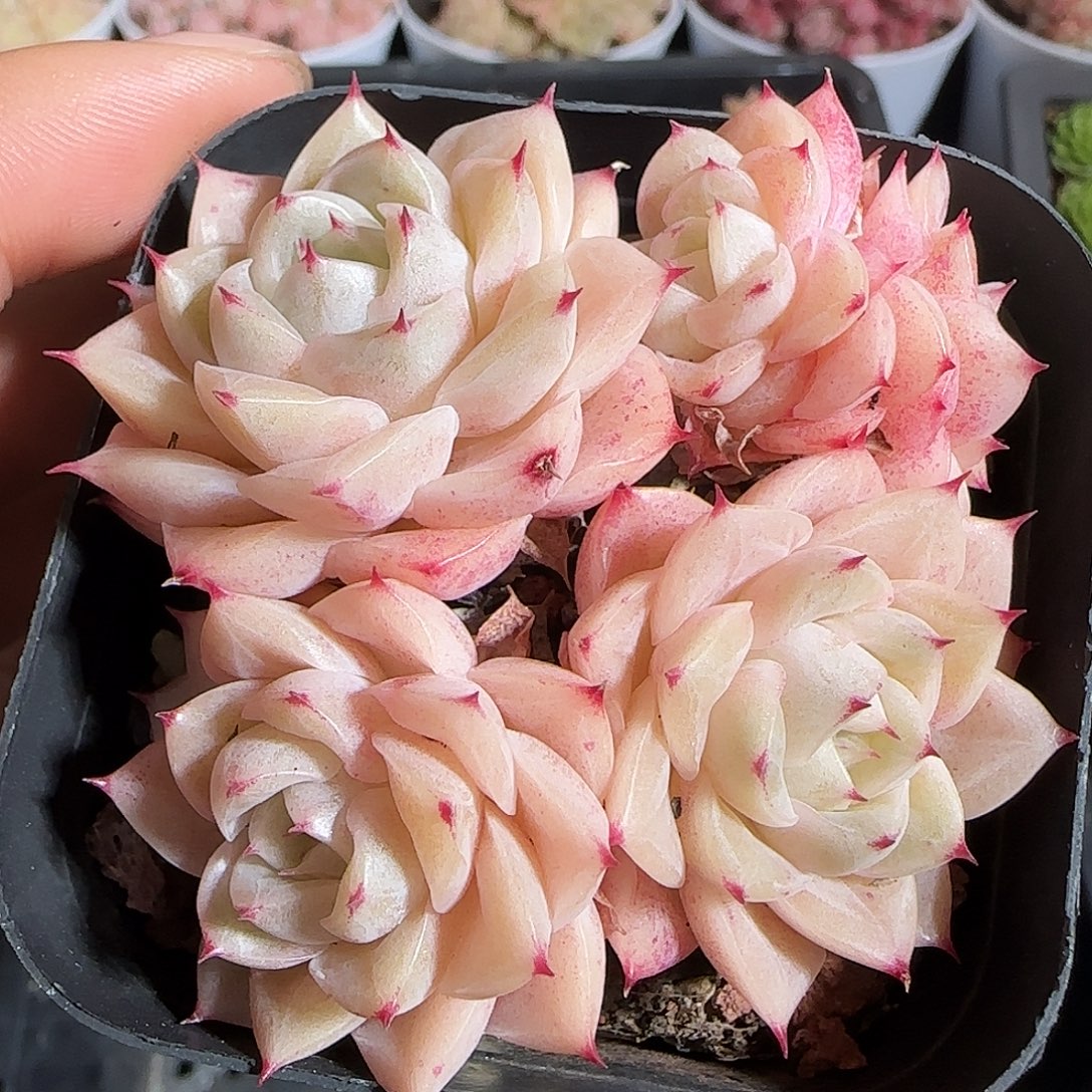 多肉1221-206小魔仙