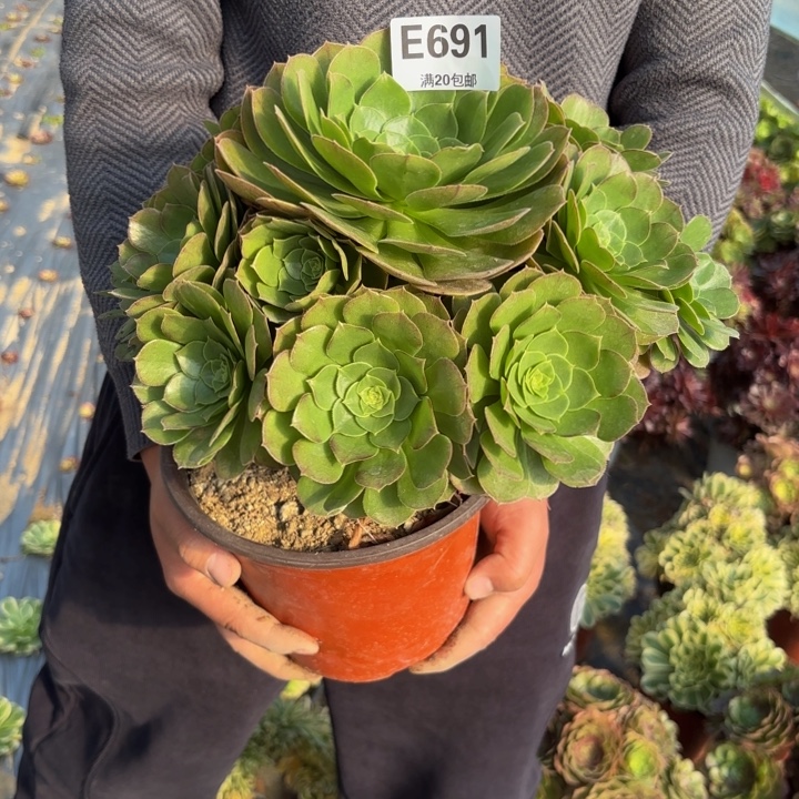 瑞妈，，，。。。。691万圣夜，