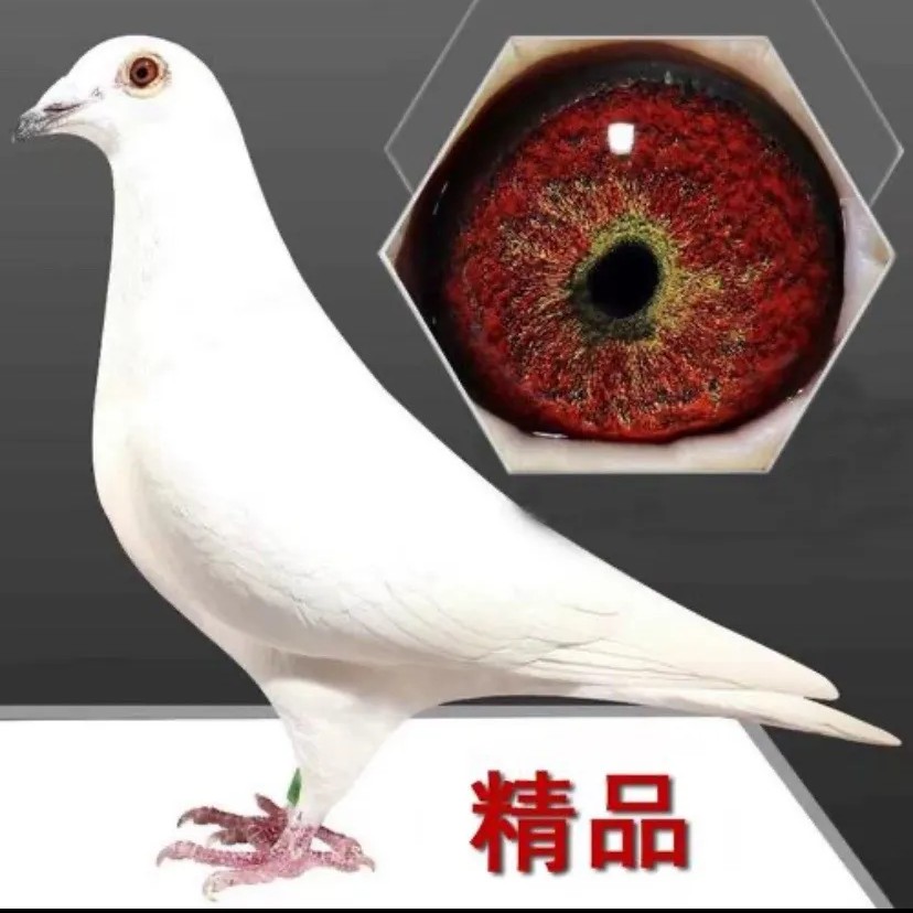 信鸽赛鸽种鸽幼鸽成绩鸽天落鸽多种类型鸽子