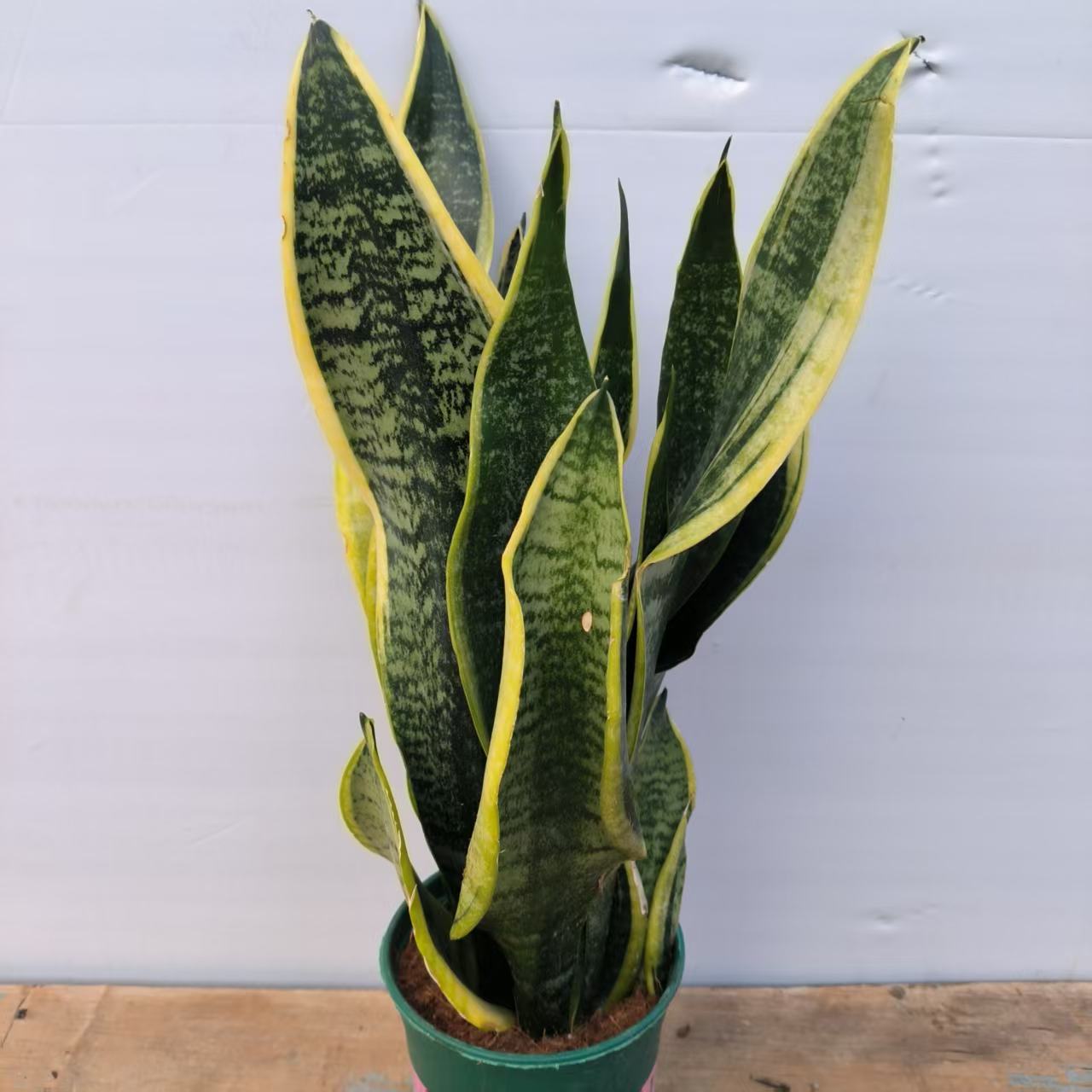 虎皮兰 多年生 净化空气 多叶片