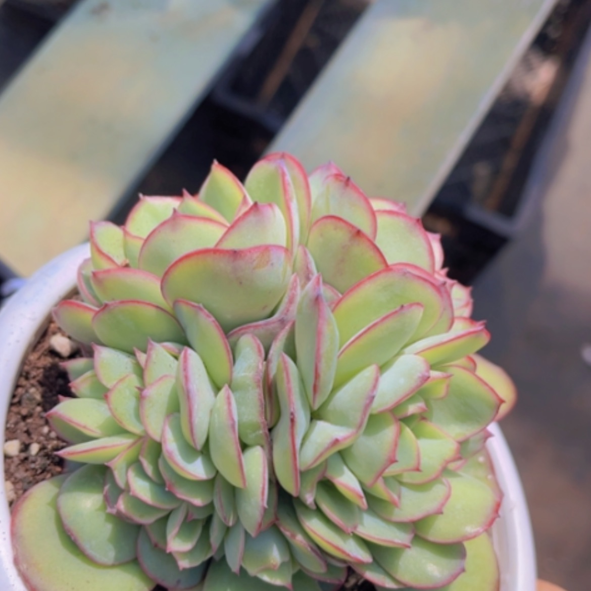 【闪购商品】牡丹亭缀20142