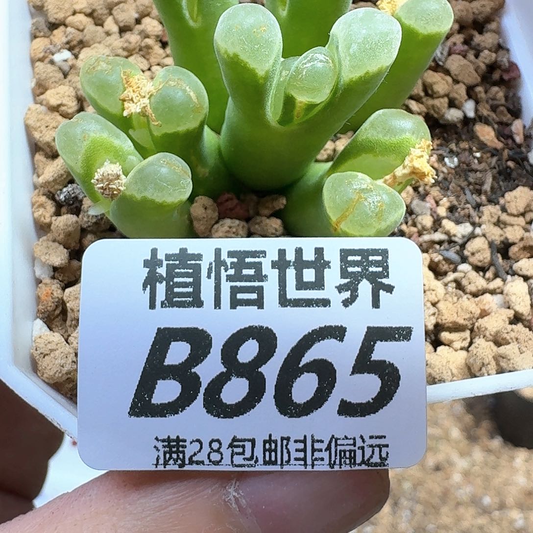 多肉植物的润泽fgh