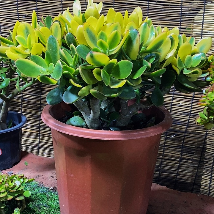 新花月景一物一拍多肉植物