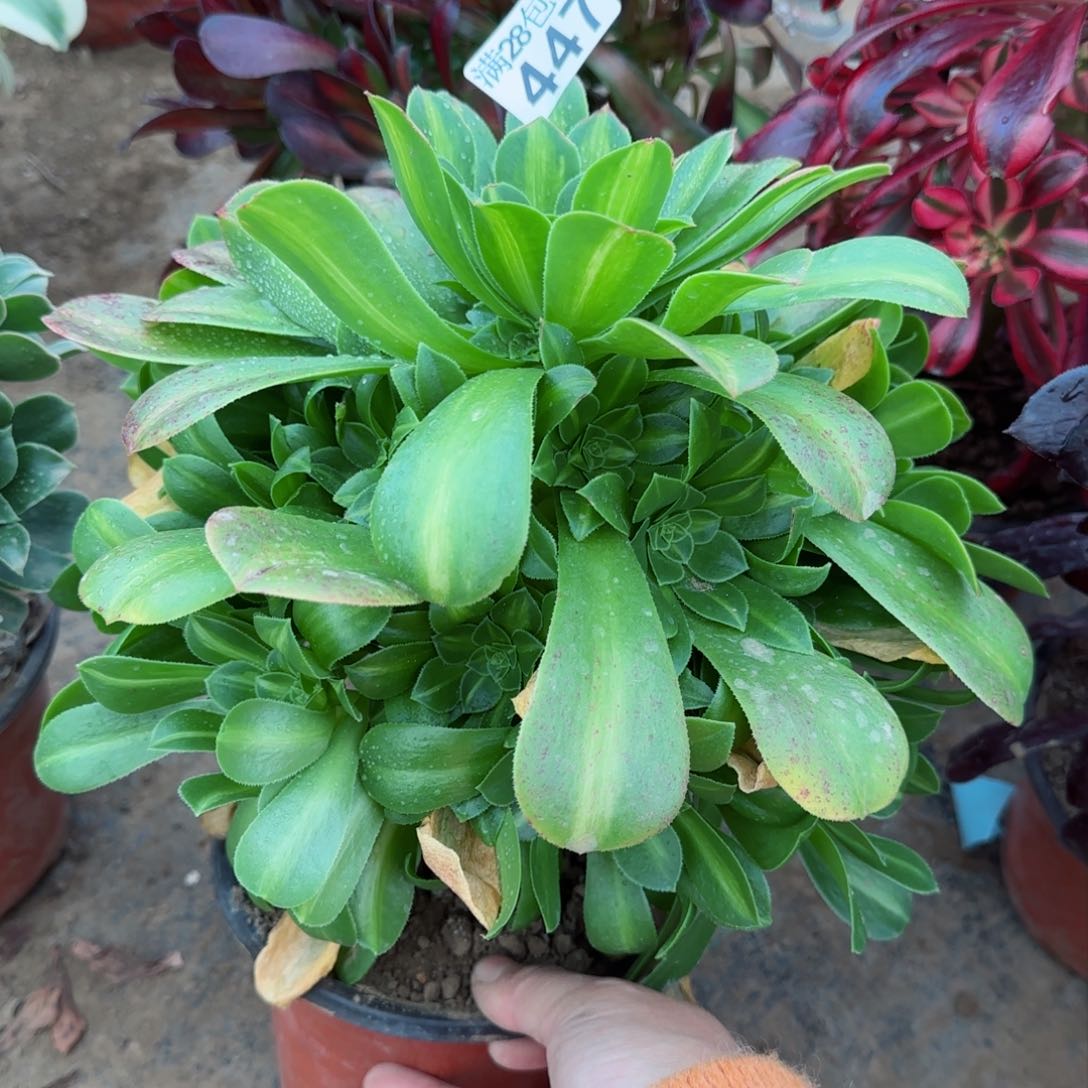 翡翠琉璃多肉447满28包邮断枝不包