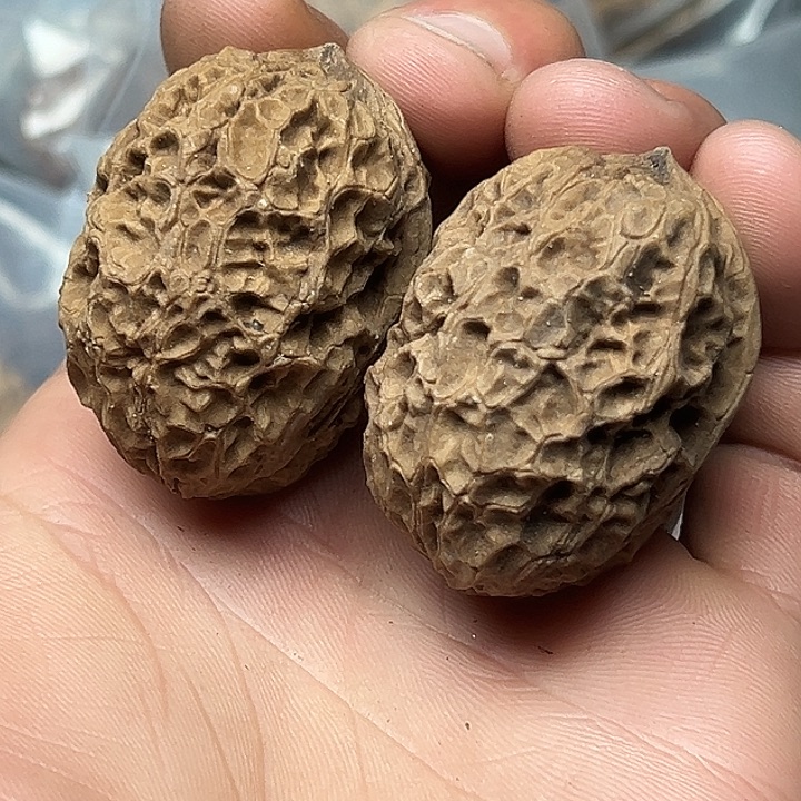 核桃35号图腾金蟾37尺