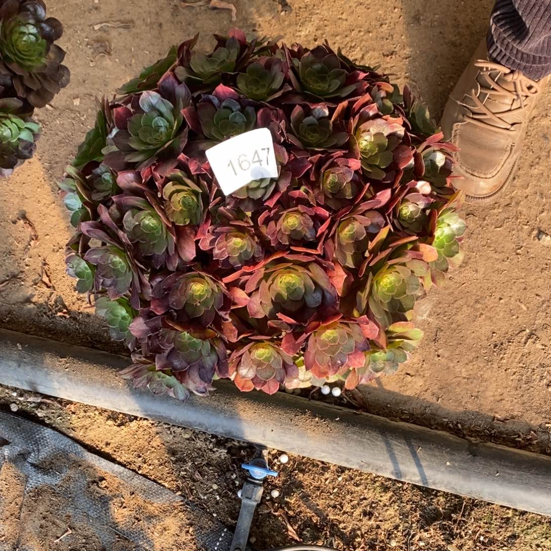 万圣节1647号多肉