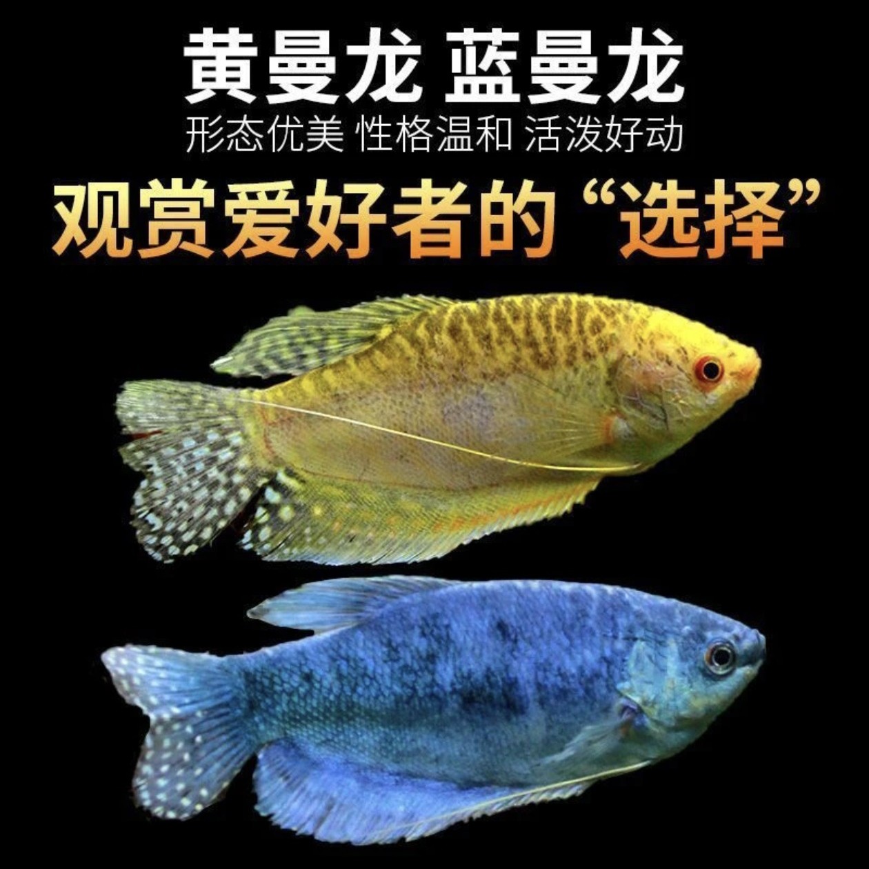 【精品大曼龙种鱼】观赏价值高 皮实好养适合新手