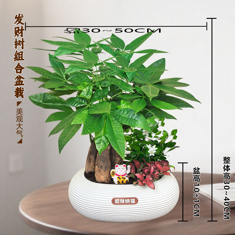 【发财树组合盆栽】绿植（30~40CM）网文草九里香面盆栽常青好养植物