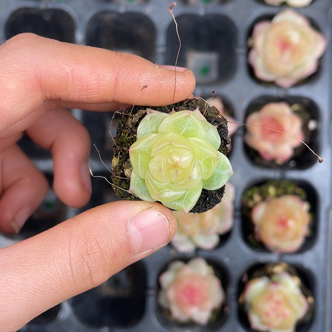 多肉植物一物一拍3-122