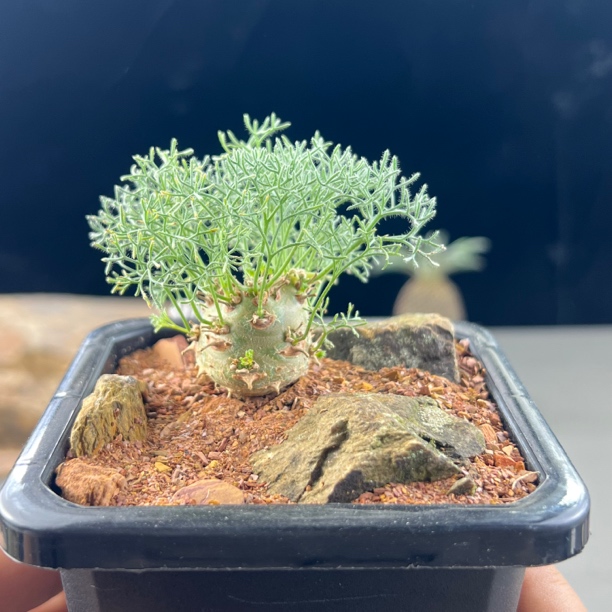 白皮月界种播实生一物一拍377