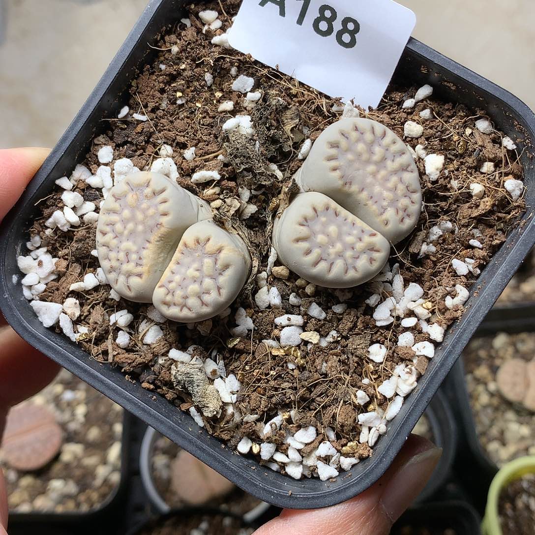 A188多肉植物保护