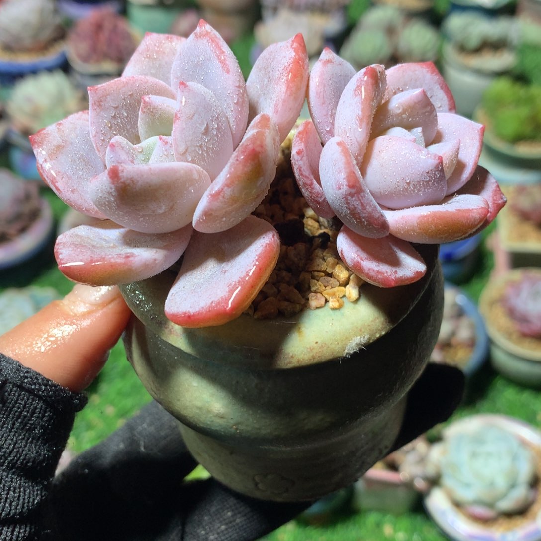带盆                     