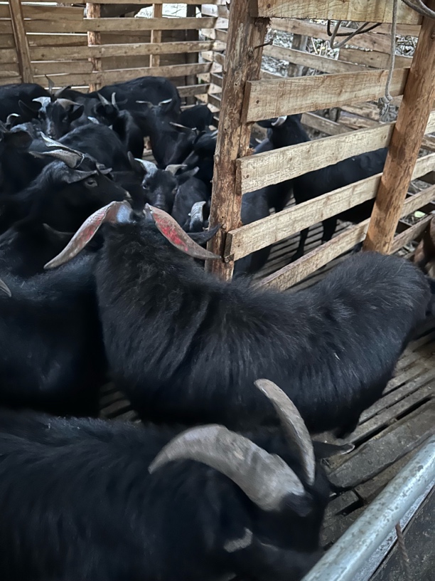 正宗贵州本地特色小耳羊