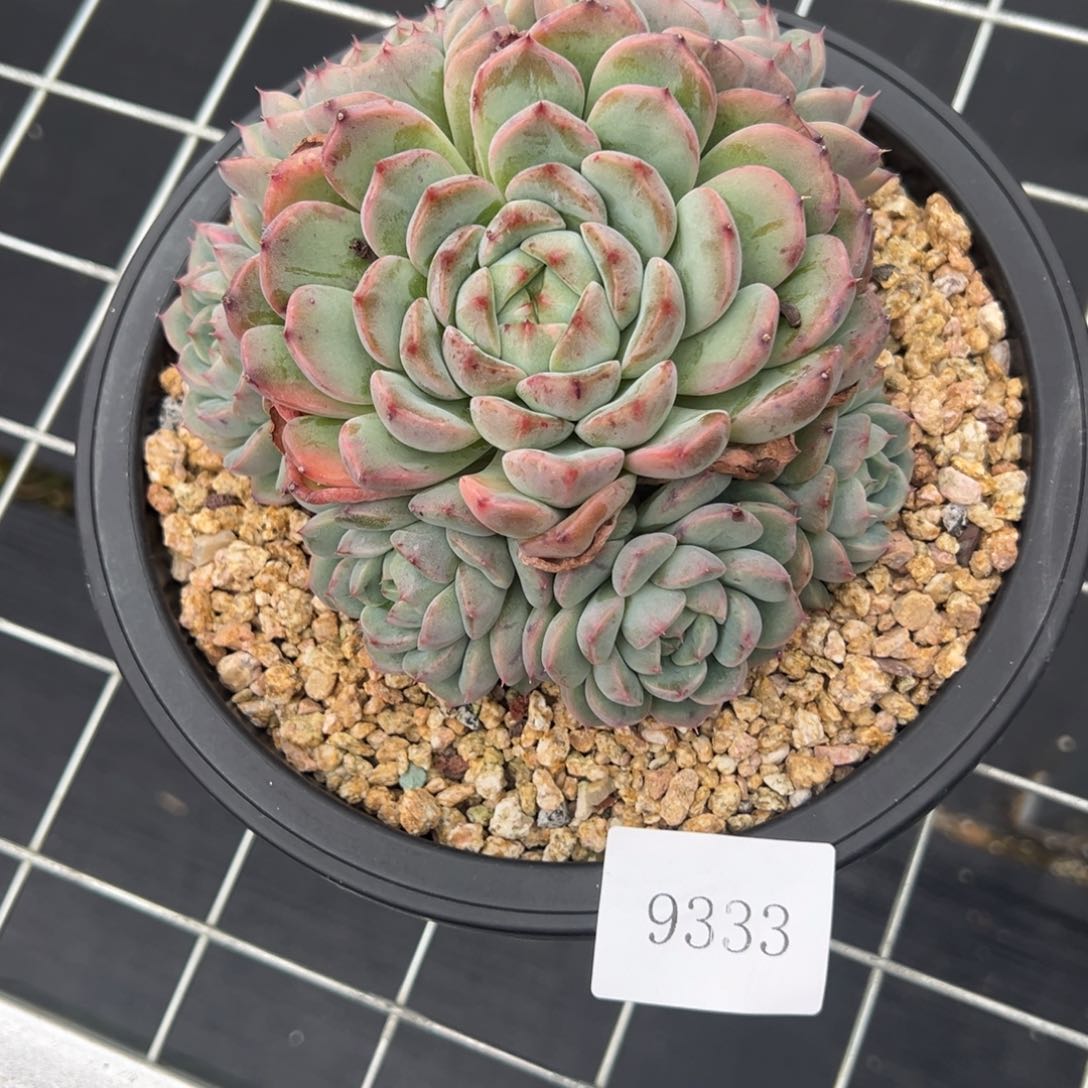 风**绿9333肉肉肉肉肉