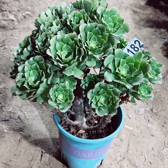 182绿羊绒老桩法师