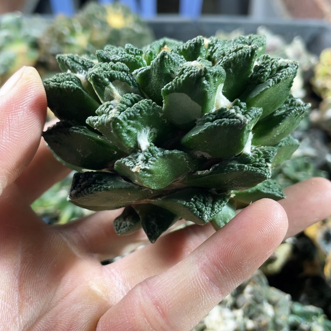 16号自根博辛牡丹