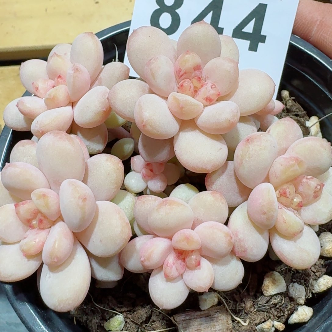 阳光玫瑰         精品多肉