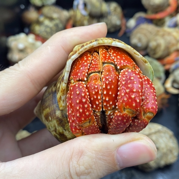 4.1口法拉利斐济草莓