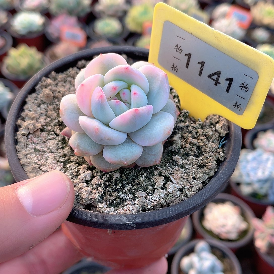 梦露锦短肥1141号