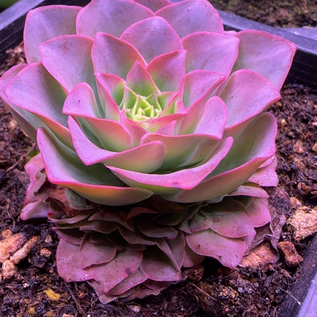 4.5厘米捧花紫色玫瑰1246469494