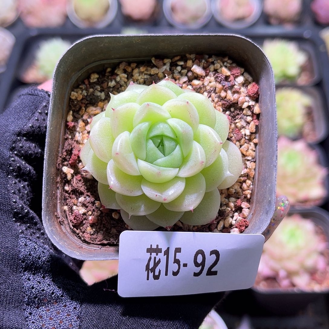 花利美15-92麦秆单头