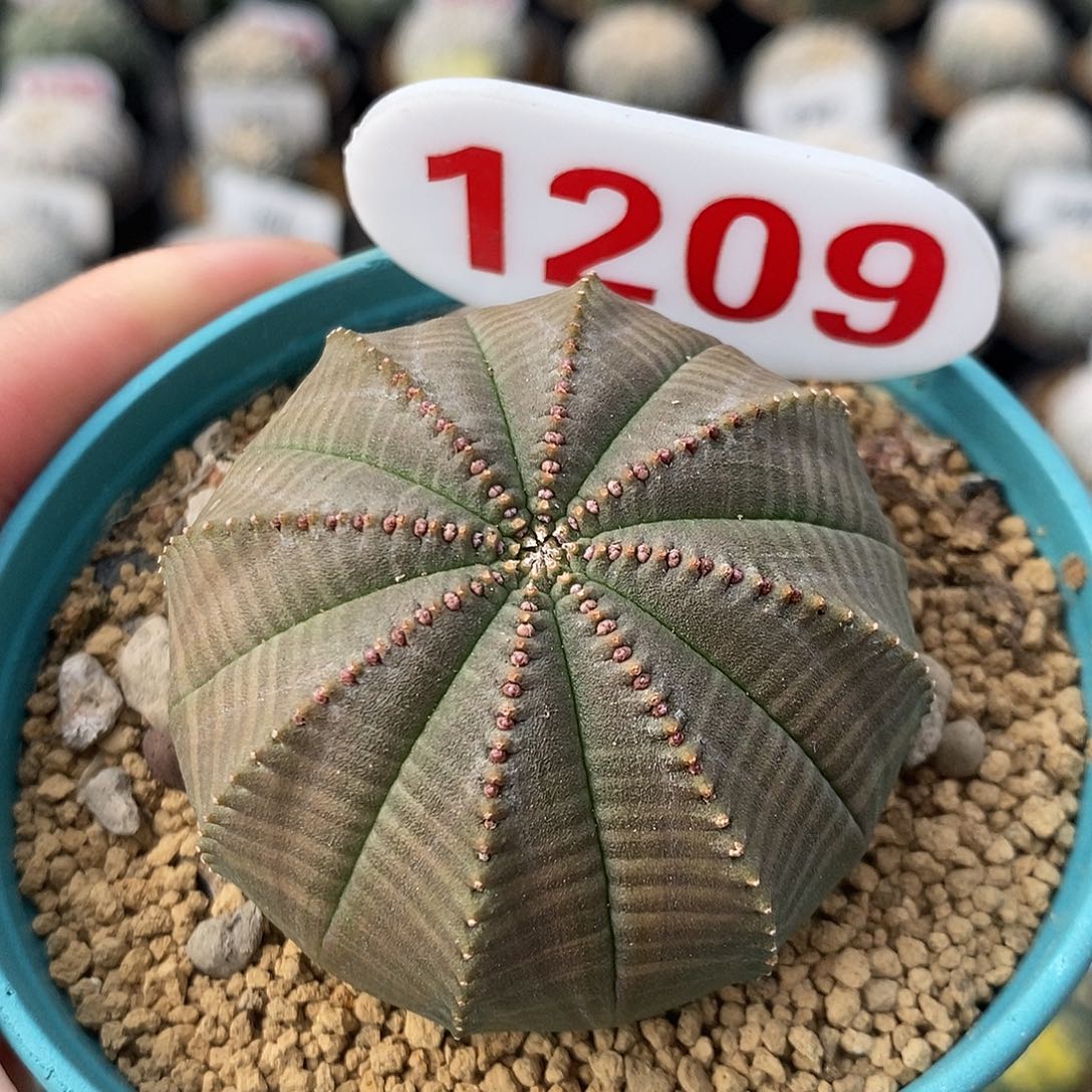 1209布纹球系列产品