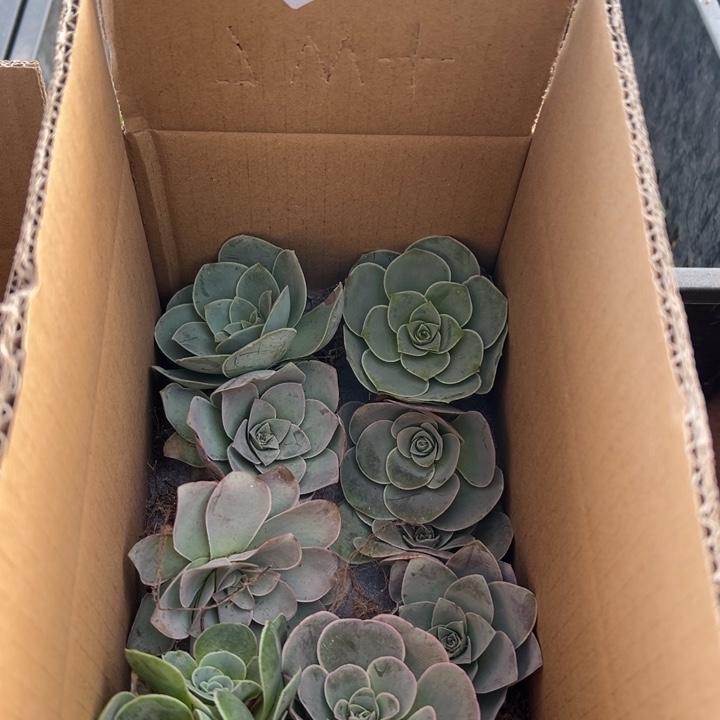 三碗069   多品种玫瑰组合