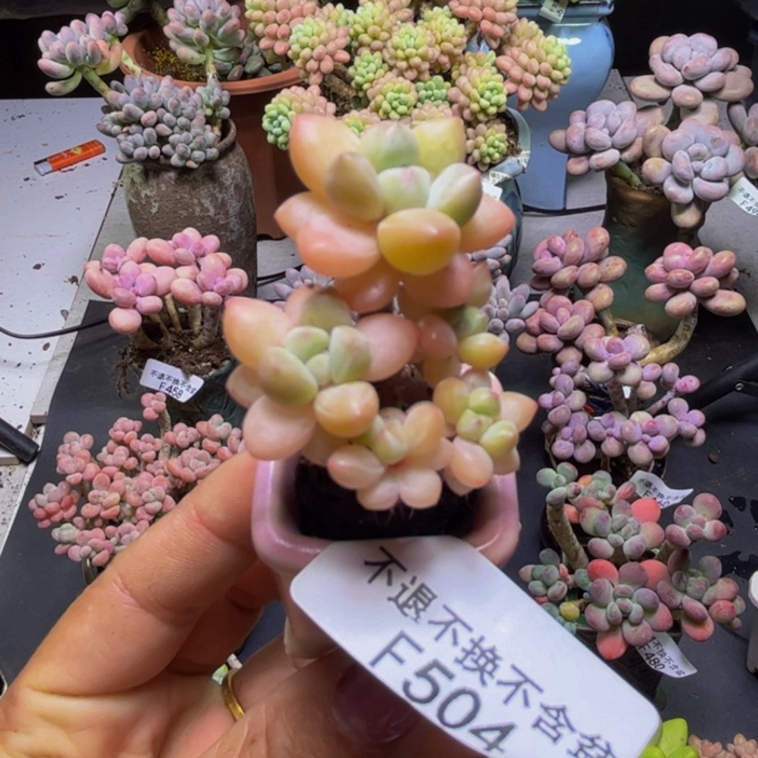 L***x萤火虫504/4cm带盆