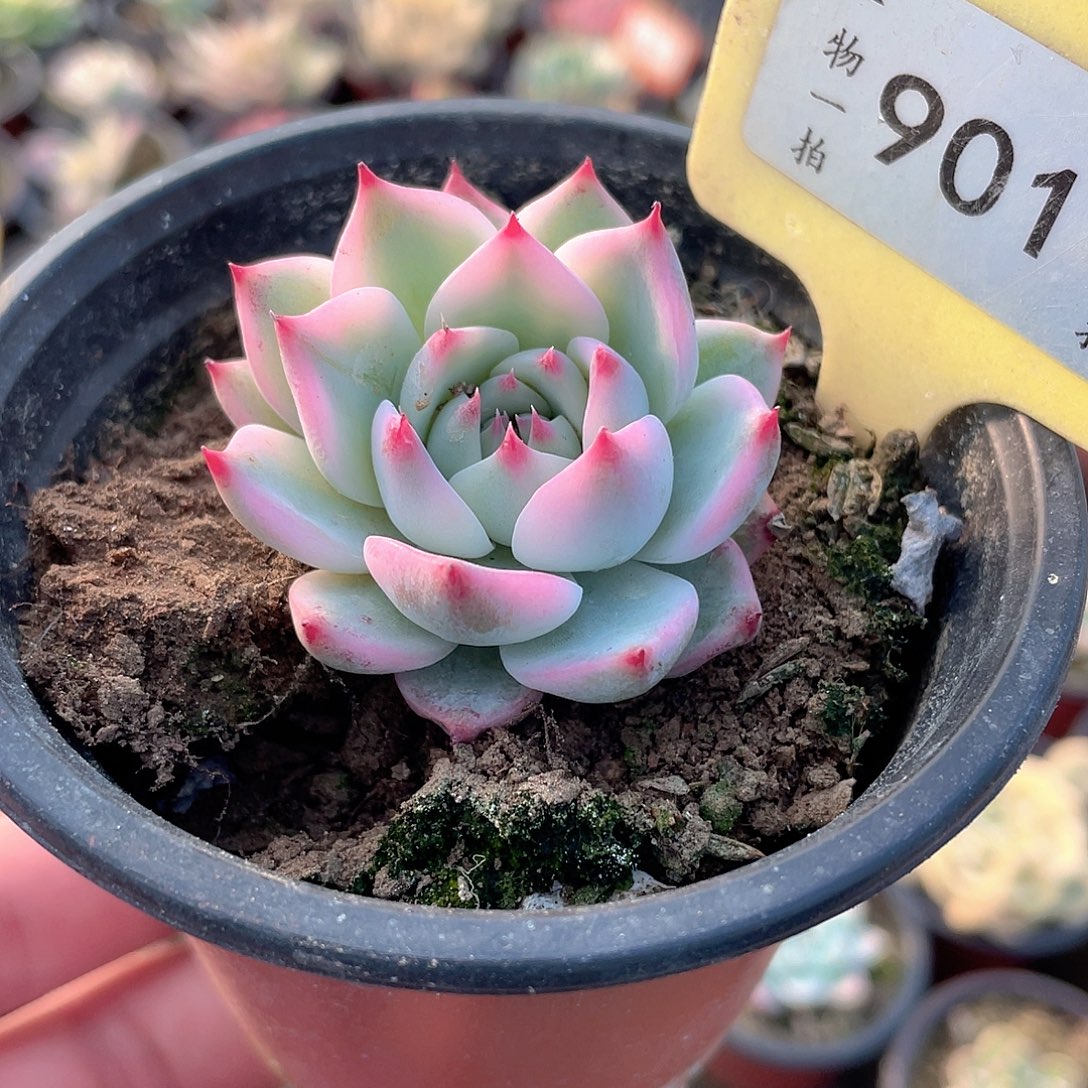 901号吉娃娃锦多肉