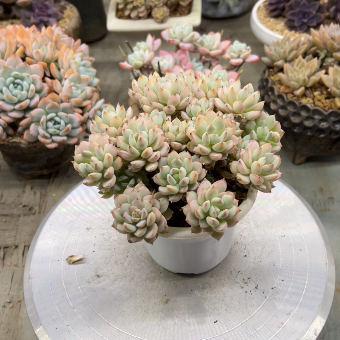 香妃18 零零多肉植物