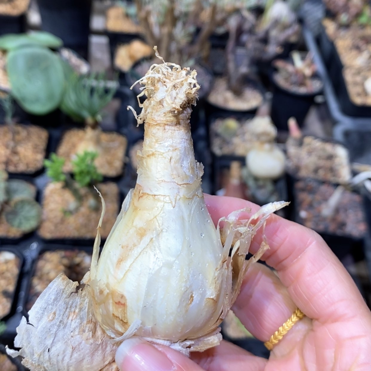 【闪购商品】GN 弹簧草