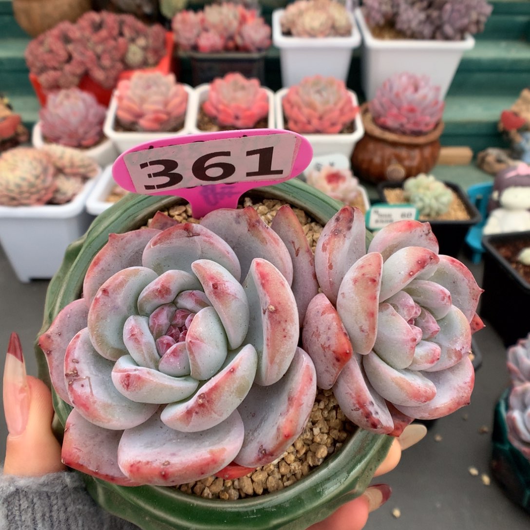 361双头星影多肉植物