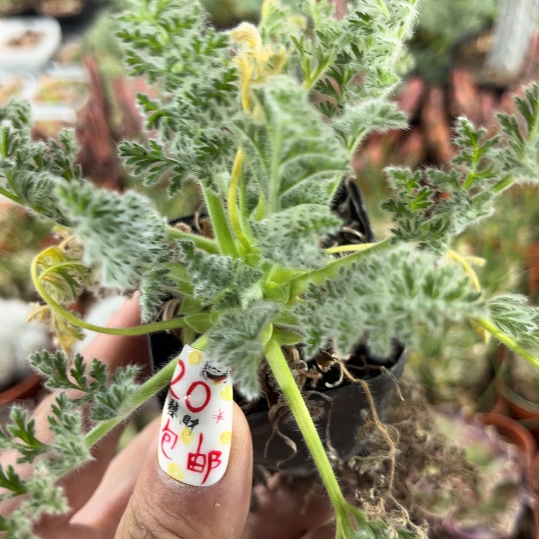 羽叶杨奎单头发货有根