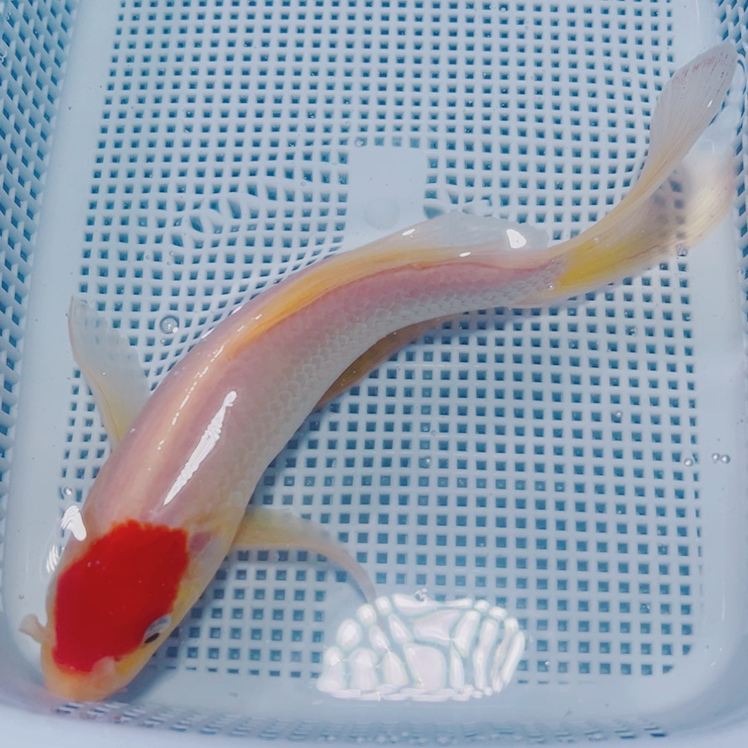 海水鱼锦鲤观赏鱼137