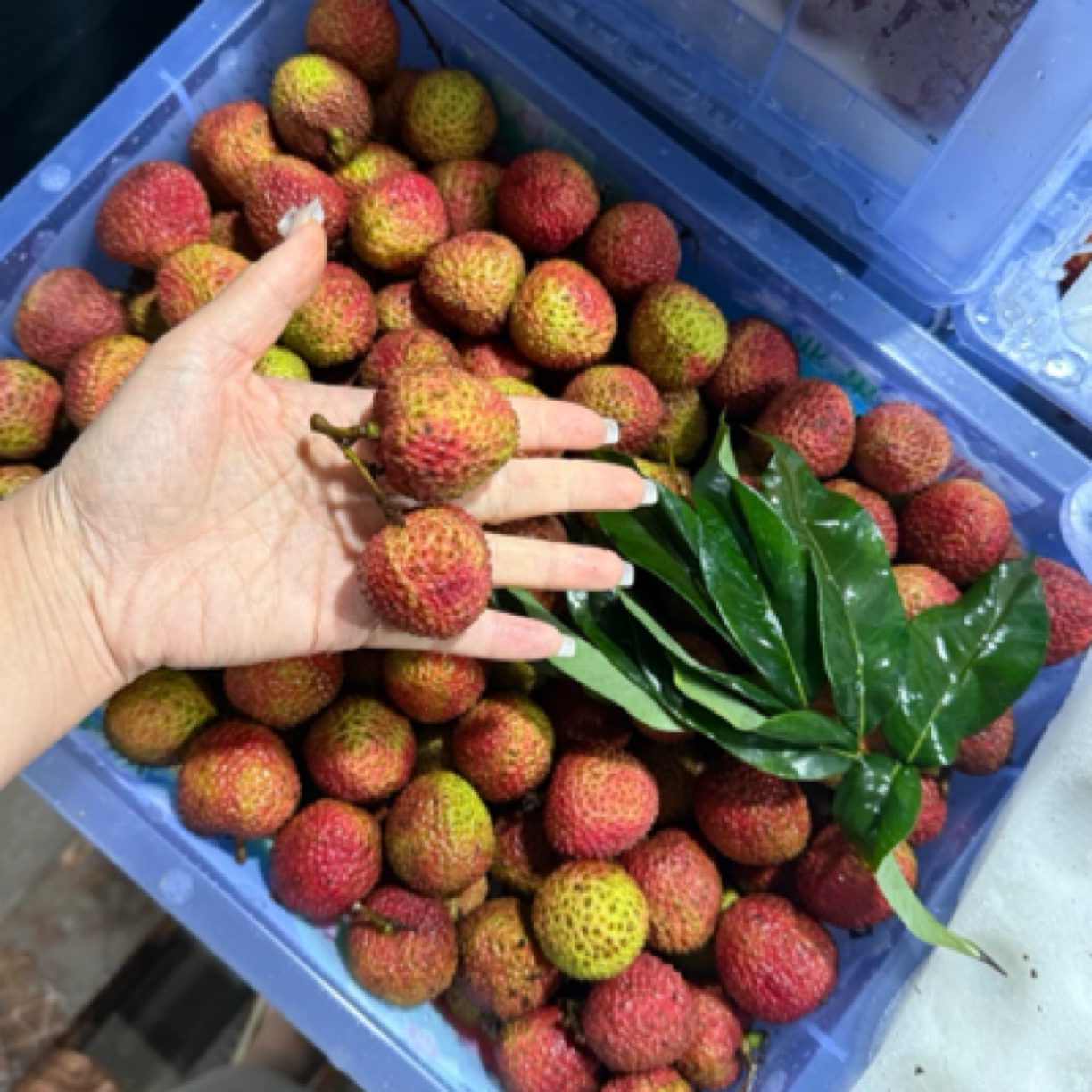 特大果海南妃子笑荔枝买五斤送一斤净重6斤海南省