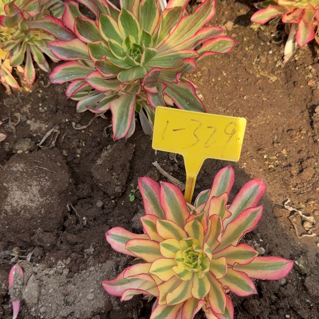 1-329--+多头多肉植物