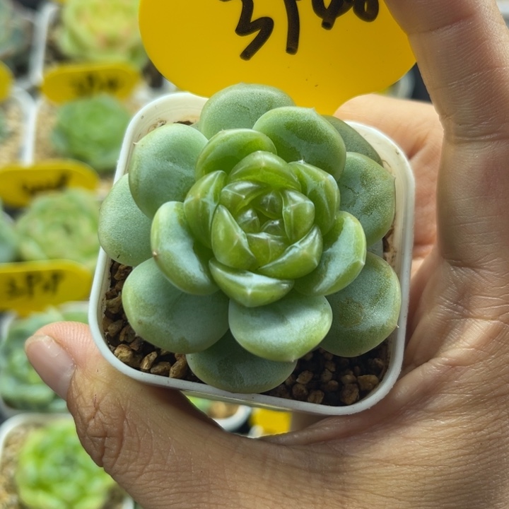 油透圆秃珍妮单头3948