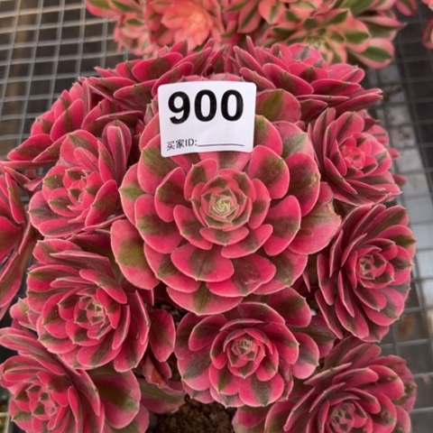 900女巫20厘米左右有断枝