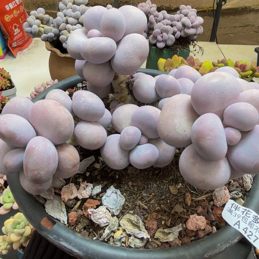 427/12cm芭比奶酪多肉植物