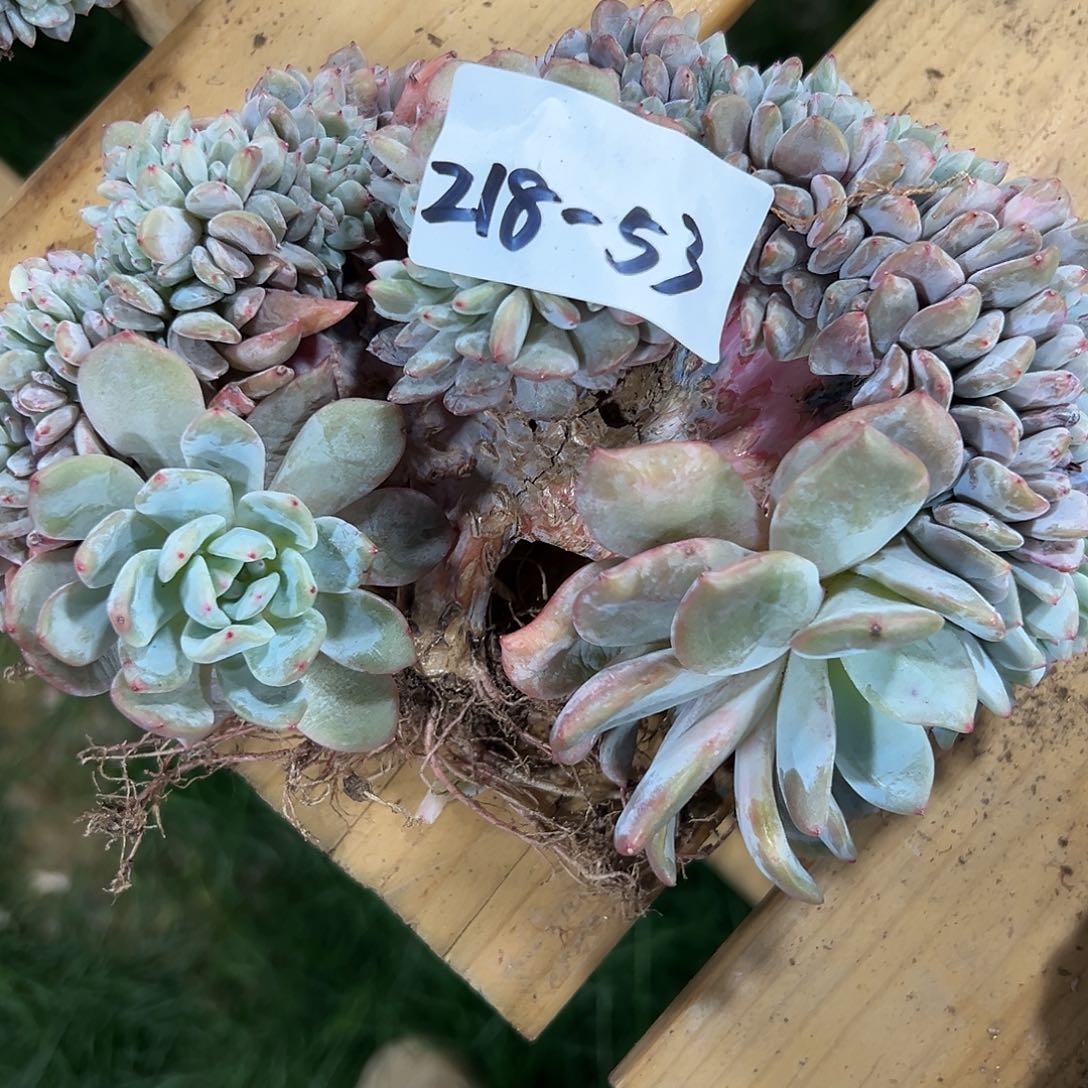 萬*218-53橙子缀化多肉瑕疵