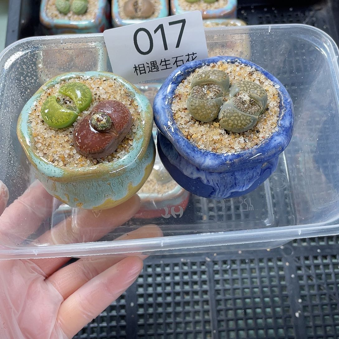 泡*相遇生石花专拍017