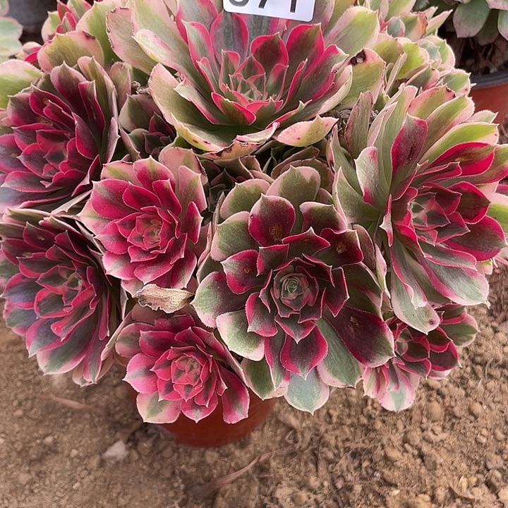 无花朵871妖月对肉植物的